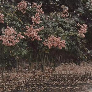 老年人做爰性视频
